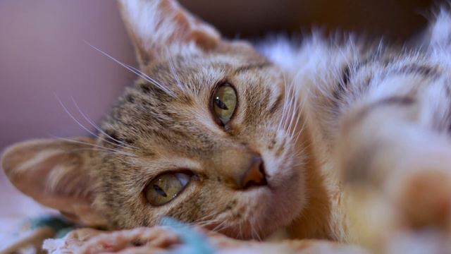 НЕЖНОЕ МУРЛЫКАНЬЕ КОШКИ ДЛЯ РАССЛАБЛЕНИЯ И СНА