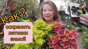 Как сохранить летники зимой