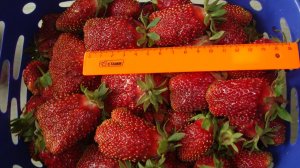 ЗЕМКЛУНИКА КУПЧИХА МОЖЕТ НА ОДНОМ МЕСТЕ РАСТИ 10 ЛЕТ И БОЛЬШЕ