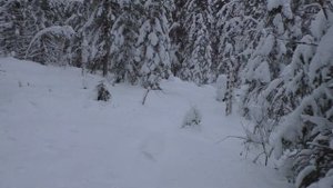 В избу с ночёвкой.Охота.Таёжный быт,часть-1(Проверка капканов)