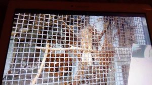 Московский зоопарк. Осоед.