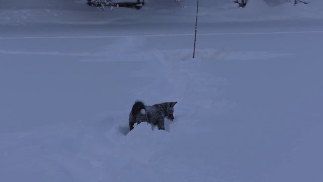 РЫБАЛКА на ТАЁЖНОЙ РЕЧКЕ *2ч*/ Крупный НАЛИМ на крючок смотреть онлайн
