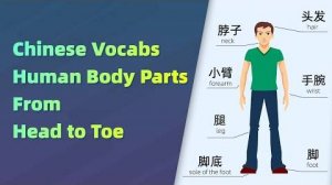 70 Body Parts in Chinese - The Ultimate Guide