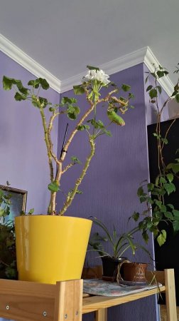 Не выкидывайте цветы, отдавайте их в добрые руки.