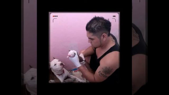 América pitbull смотреть онлайн