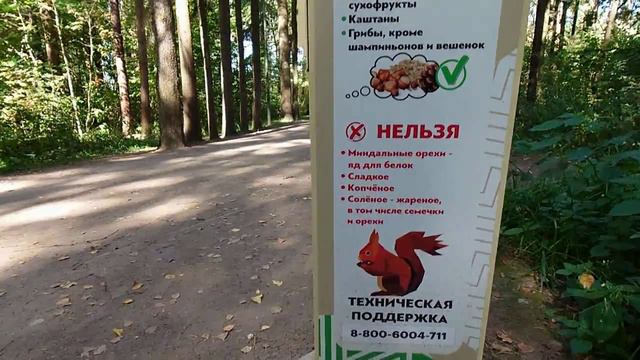 МАЛЕВИЧ В ЛЕСУ смотреть онлайн