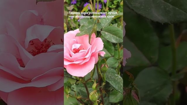 Друзья, хочу поделиться с вами моим прекрасным садом) смотреть онлайн