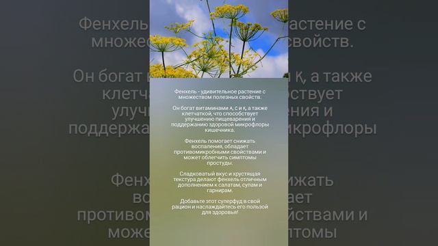 Польза фенхеля 🤗🥗🌿