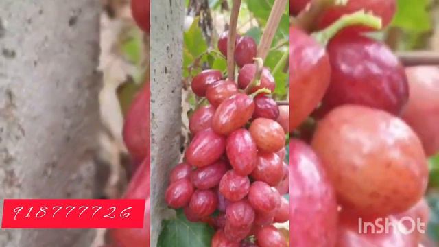 Виноград Дынка и королева Нина 😍 смотреть онлайн