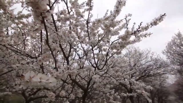 ворух гули зардолу 2022 #ворух #исфара #хочаи #чоркух #сугд #худжанд смотреть онлайн