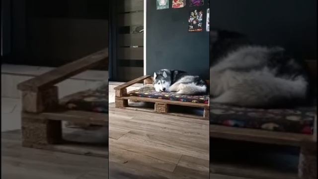 Смешной диалог псов.  #юмор #приколы #ржака #животные #приколыссобаками #песики