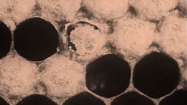 Spacelings - The Snake смотреть онлайн