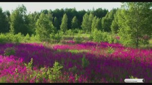 Коран сура Аль-Джасийа видео 4к Миншави -Minshawiy