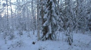 Зимняя охота на рябчика//охота с мр-155