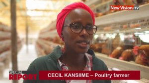 How to manage a large poultry farm