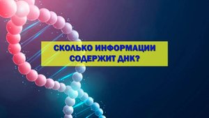 Сколько информации содержится в ДНК