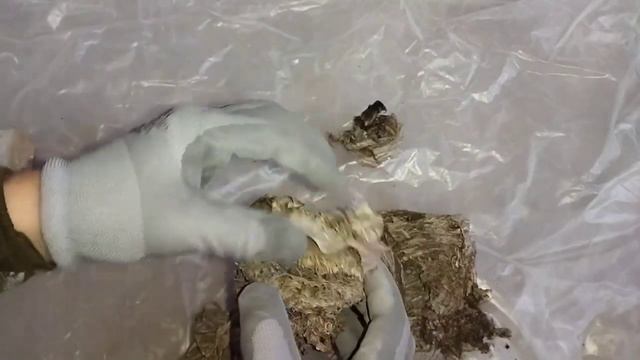 Что внутри большого осиного гнезда