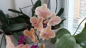 Я не ЗНАЛА, что это будет ОНА😍🤩👍 РОСПУСК-СЮРПРИЗ🧡