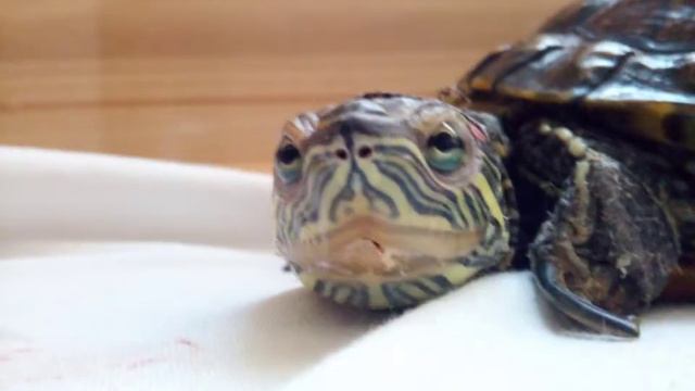 Милая шека смотреть онлайн