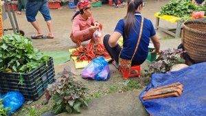 Harvest melons and chili peppers and bring them to the market to sell |Trieu Thi Senh