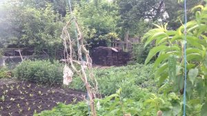 Подготовка кроличьего навоза для калифорнийского червя! Навоза удаления!