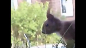 Hyperaktives Eichhörnchen / hyperactive squirrel