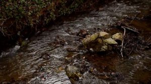 Звуки рек в саду. Журчание воды поможет расслабится и отдохнуть.