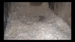 Опилки как подстилка в маточник крольчихе Да или Нет! Sawdust as bedding in the nest rabbit!