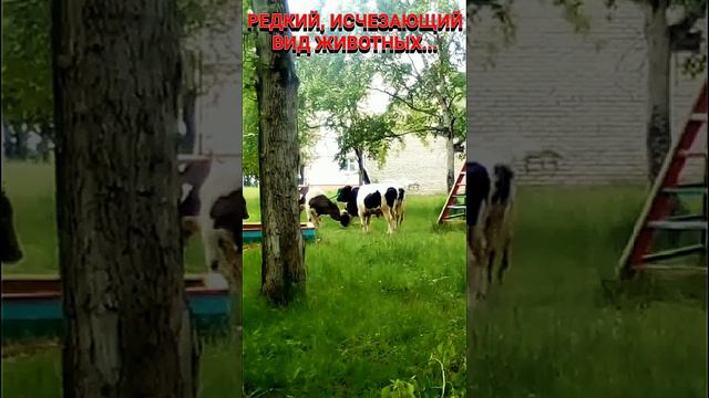 Редкий исчезающий вид животных