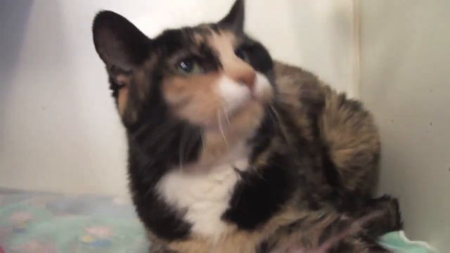 Sophie смотреть онлайн