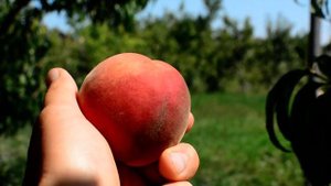 Персик Вайт Леди(White Lady)  persikovod.com