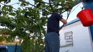 Дом на Юге. Собираем виноград на сок и вино.