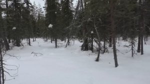 Идём в ИЗБУ с проверкой капканов. Охота с МЕЛКАШКОЙ на боровую дичь