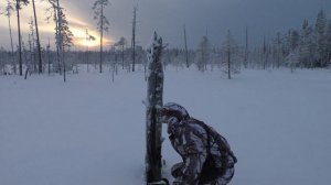 Природа Севера/.В поиске косачей/.Следы лесных жителей