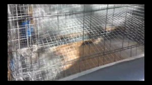 Клетка для кур несушек полностью из сетки! Cage for hens completely from the grid!
