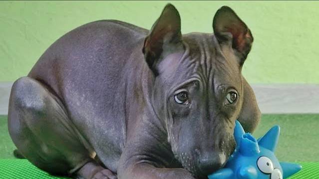 ДТ - 238. Тайский риджбек. Индивидуальный урок-консультация смотреть онлайн