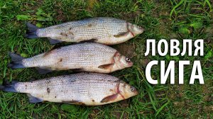 Сиг! Что за рыба такая? Очень вкусная и пахнет огурцом! Ловля сига на фидер #рыбалка