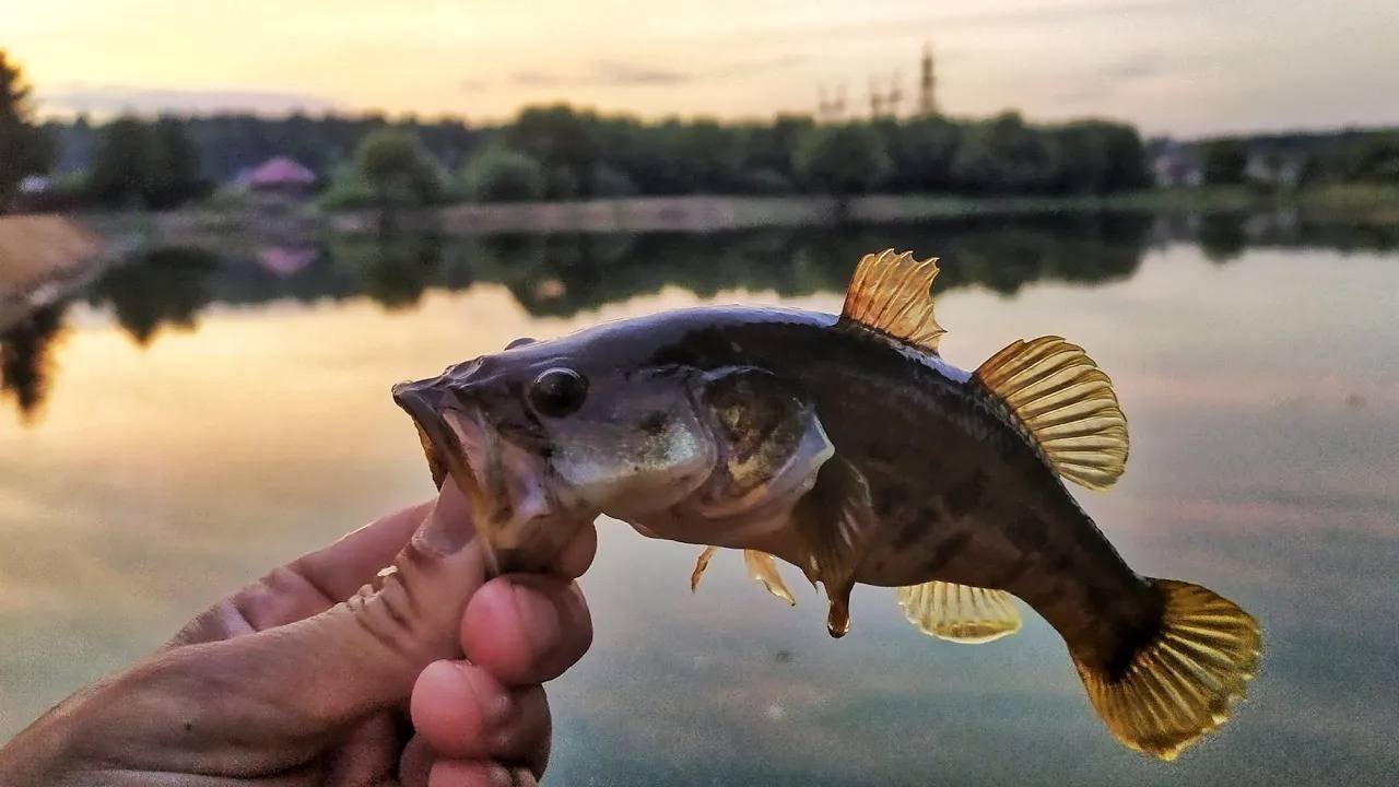 Ловля ротана на кальмара. Спиннинг в деле! Весенняя рыбалка.