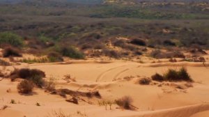 Dune’s Desert Ecology: A Deep Dive