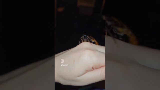 Мадагаскарские тараканы