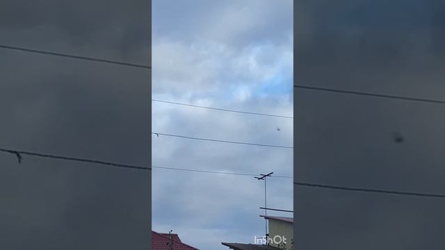 Голуби  Сергея Красновишерск