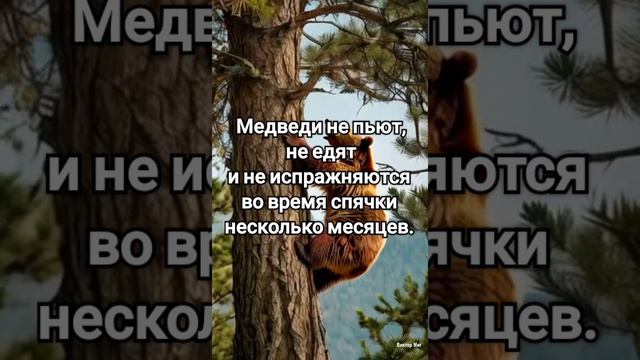 Факт!Медведи во время спячки