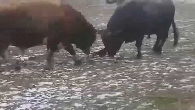 Brizan Antonio Manduric i Zećo Mehro Pajić смотреть онлайн