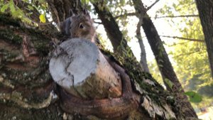 БЕРЕЗОВАЯ РОЩА