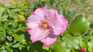 Июнь в Саду 15 июня 2024