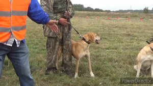 Витебская областная выставка собак