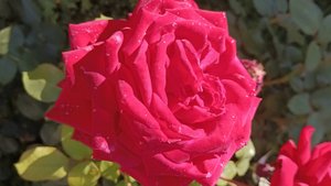 ААЛЫЕ РОЗЫ преарасные RED ROSES