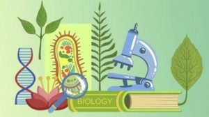 Биология 7 класс. Двустворчатые моллюски.--