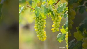 "Я ЕСМЬ ЛОЗА, А ВЫ ВЕТВИ" (БИБЛИЯ)