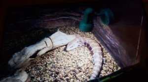 Московский зоопарк. Синеязыкий сцинк.